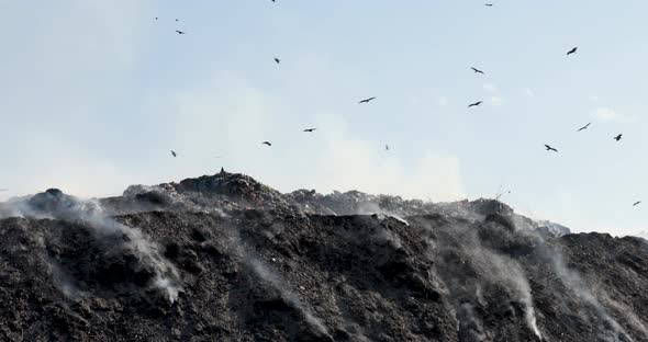 Birds flying over landfill