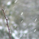 Snow and bud - VideoHive Item for Sale