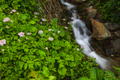 Beautiful mountain waterfall in summer - PhotoDune Item for Sale