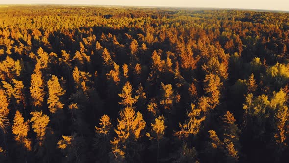 Aerial Pine Woods Background During Sunset