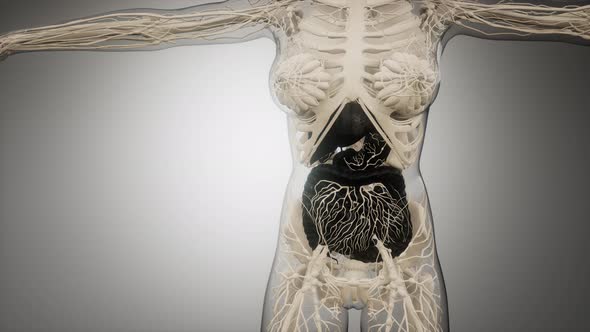 Human Digestive System Parts and Functions alt