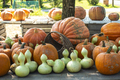 Variety of many pumpkins on the market. Different types pumpkins - PhotoDune Item for Sale