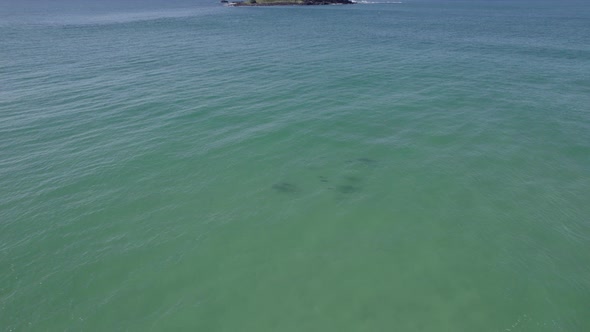 Scenic View Of Bottlenose Dolphins Swimming Underwater Near Cook Island In New South Wales, Australi