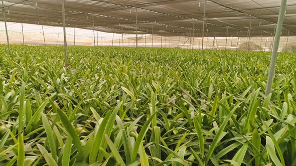 Aerial footage from inside a large greenhouse with flowers