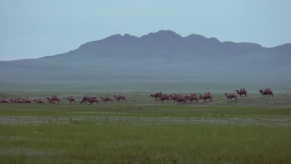 Herd of Wild Camel Free-Roaming Freely in Steppe of Asia
