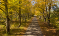 Secluded Narrow Lane Road Tree Leaves Autumn Season Fall Colors - PhotoDune Item for Sale