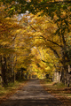 Secluded Narrow Lane Road Tree Leaves Autumn Season Fall Colors - PhotoDune Item for Sale