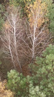 Vertical Video of Trees in the Forest Slow Motion