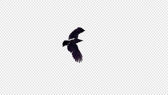 Black Raven - 4K Flying Transition - 03