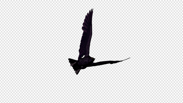 Black Raven - 4K Flying Transition - 04 alt
