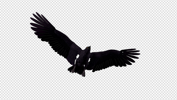 Black Raven - 4K Flying Transition - 06 alt