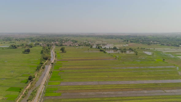 Rice Field and Agricultural Land in Indonesia