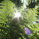 Fern In The Forest - VideoHive Item for Sale