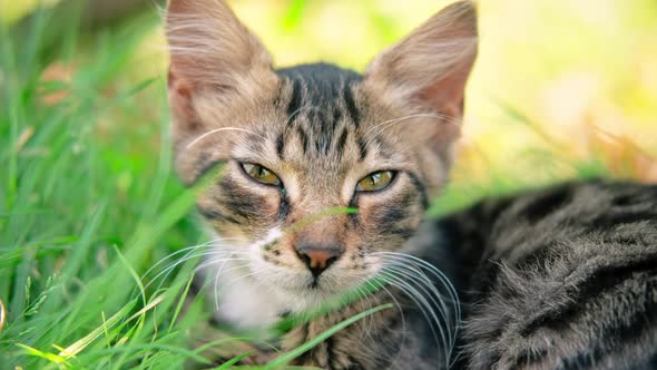 A young domestic cat lying in the green grass in the nature