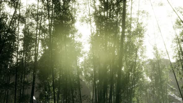 Lanscape of Bamboo Tree in Tropical Rainforest, Malaysia