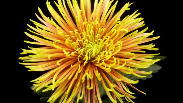 Beautiful Red - Yellow Chrysanthemum Flower Opening