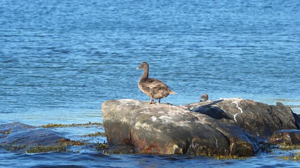 Duck Pooping On The Rocks Surrounded By The Blue Water.  - wide shot