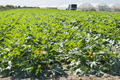 Zucchini on rows in industrial farm. - PhotoDune Item for Sale