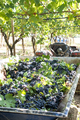 Tractor with trailer filled with red grapes for wine making. - PhotoDune Item for Sale