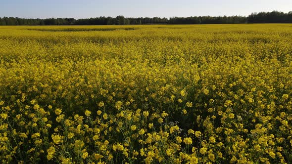 Field of rapeseed at summer