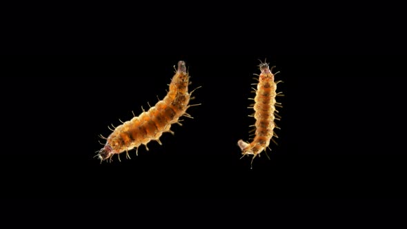 Insect Larva Caterpillar Under the Microscope