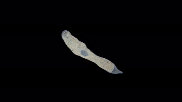 A Flatworm of the Monocelididae Family Under a Microscope Possibly of the Genus Monocelis