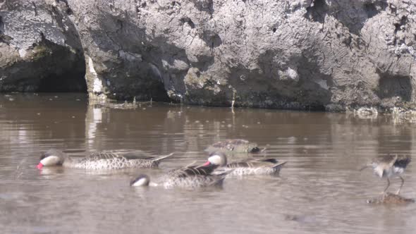 Red-Billed Teal Duck in A Waterhole 