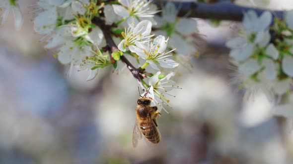 Honey bee collecting pollen from flowers. Spring nature. Bee collects nectar from the white flowers