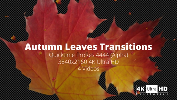 Autumn Leaves Transitions 4K