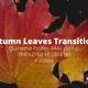 Autumn Leaves Transitions 4K - VideoHive Item for Sale