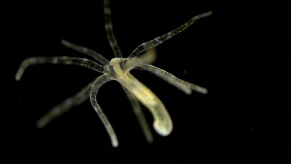 Sea Hydra Under the Microscope, a Genus of a Marine Inactive Intestinal Cavity, a Biologically