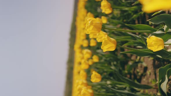 Many Yellow Tulips on the Field