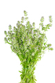 Thyme herb - PhotoDune Item for Sale