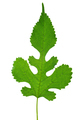 Green mulberry leaf - PhotoDune Item for Sale