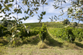 Vineyard rows and olive tree branches on foreground. Growing win - PhotoDune Item for Sale