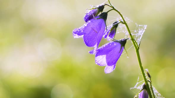 Bell Flower in Green Meadow background in Sunny Nature