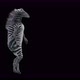 63 Zebra Dancing 4K - VideoHive Item for Sale