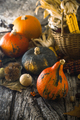 Thanksgiving background - PhotoDune Item for Sale