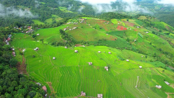 Aerial view of agriculture in rice fields for cultivation