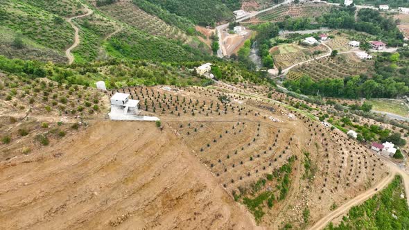 Avocado Fields aerial view 4 K Turkey Alanya