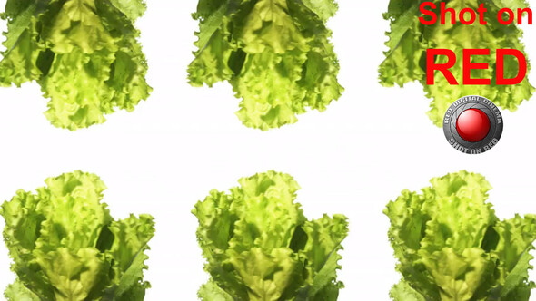 Lettuce Vegetables