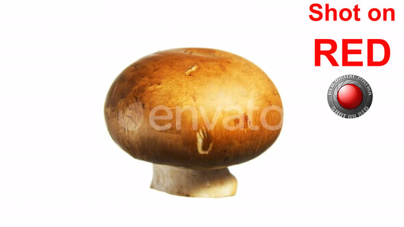 Mushroom