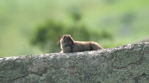 A Real Marmot in The Rock