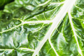 Close up of a organic and homegrown swiss chard leaf. - PhotoDune Item for Sale