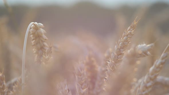 View of beautiful ripe golden wheat sprouts in the cereal field at sunset, rich harvest concept, clo