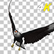 Eurasian White-tailed Eagle - Flying Transition II - 280
