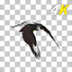 Eurasian White-tailed Eagle - Flying Loop - Down Angle View - 279
