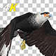 Eurasian White-tailed Eagle - Flying Transition II - 278