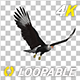 Eurasian White-tailed Eagle - Flying Loop - Down Angle View - 277
