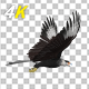 Eurasian White-tailed Eagle - Flying Loop - Down Angle View - 276
